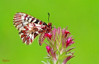 Gney Fistosu (Zerynthia polyxena)