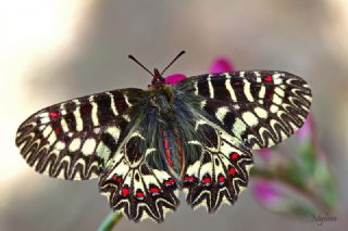 Gney Fistosu (Zerynthia polyxena)