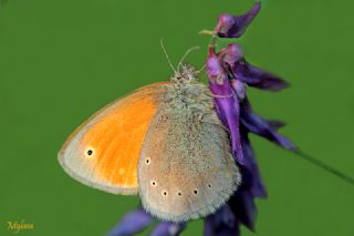 Kafkasya Z�pz�p Perisi&nbsp;(Coenonympha&nbsp;symphita)