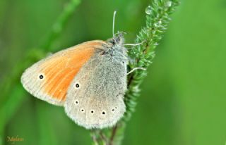 Kafkasya Zpzp Perisi (Coenonympha symphita)