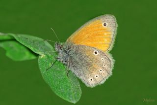 Kafkasya Z�pz�p Perisi&nbsp;(Coenonympha&nbsp;symphita)