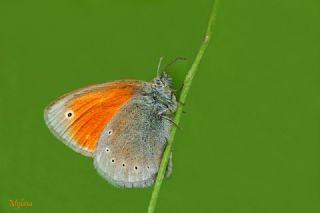 Kafkasya Zpzp Perisi (Coenonympha symphita)