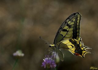 Krlangkuyruk (Papilio machaon)