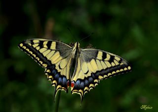 Krlangkuyruk (Papilio machaon)