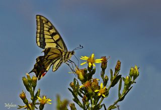 Krlangkuyruk (Papilio machaon)