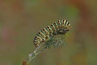 Krlangkuyruk (Papilio machaon)