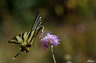 Erik Krlangkuyruk (Iphiclides podalirius)