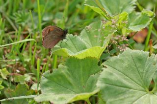 Mecnun Gzelesmeri (Erebia melancholica)