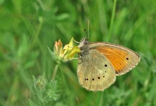 Kaya Esmeri&nbsp;(Kirinia&nbsp;clymene)