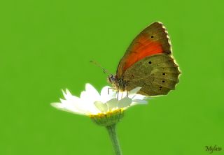 Kaya Esmeri&nbsp;(Kirinia&nbsp;clymene)