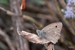 Esmerperi (Hyponephele lupina)