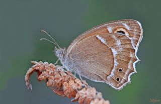 Ar Esmerperisi (Hyponephele wagneri)