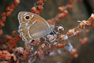 Ar Esmerperisi (Hyponephele wagneri)