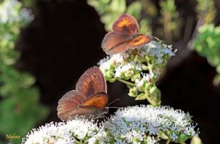 Halikarnas Esmeri (Maniola halicarnassus)