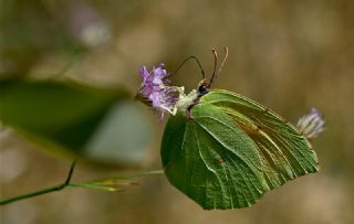 Kleopatra (Gonepteryx cleopatra)