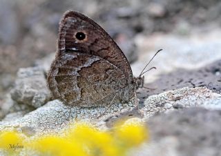 Beyaz Damarl� Pirireis&nbsp;(Satyrus&nbsp;amasinus)