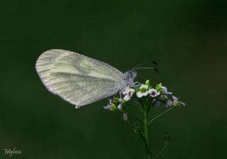 Narin Orman Beyaz (Leptidea sinapis)