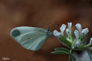 Narin Orman Beyaz (Leptidea sinapis)