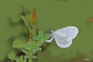 Narin Orman Beyaz (Leptidea sinapis)