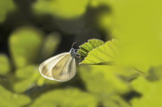 Narin Orman Beyaz (Leptidea sinapis)