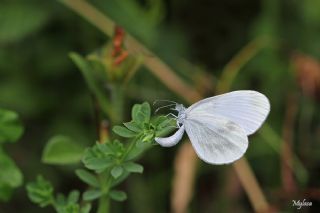 Narin Orman Beyaz (Leptidea sinapis)