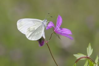 Narin Orman Beyaz (Leptidea sinapis)