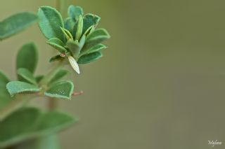 Narin Orman Beyaz (Leptidea sinapis)