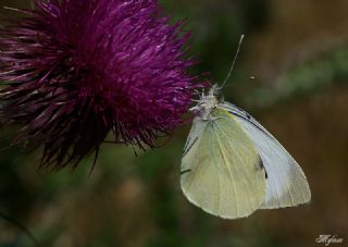 Byk Beyazmelek  (Pieris brassicae)