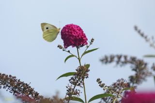 Byk Beyazmelek  (Pieris brassicae)