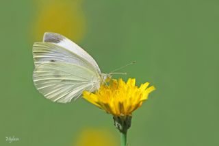 Byk Beyazmelek  (Pieris brassicae)