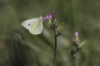 Kk Beyazmelek (Pieris rapae)