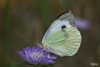 Byk Beyazmelek  (Pieris brassicae)