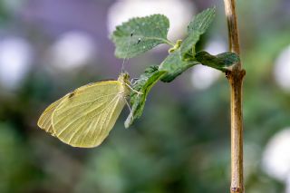 Byk Beyazmelek  (Pieris brassicae)