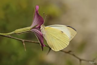 Byk Beyazmelek  (Pieris brassicae)