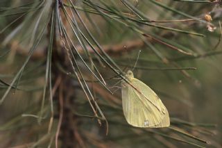 Byk Beyazmelek  (Pieris brassicae)