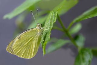 B�y�k Beyazmelek &nbsp;(Pieris&nbsp;brassicae)