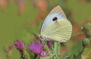 Byk Beyazmelek  (Pieris brassicae)