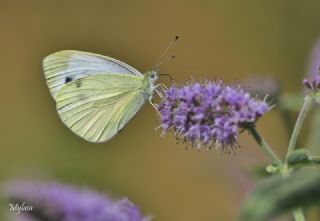 Byk Beyazmelek  (Pieris brassicae)