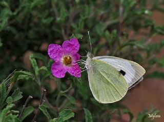 Byk Beyazmelek  (Pieris brassicae)