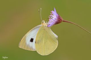 Byk Beyazmelek  (Pieris brassicae)