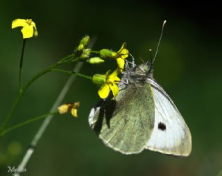 Byk Beyazmelek  (Pieris brassicae)