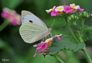 Byk Beyazmelek  (Pieris brassicae)