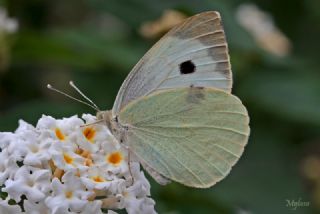 Byk Beyazmelek  (Pieris brassicae)