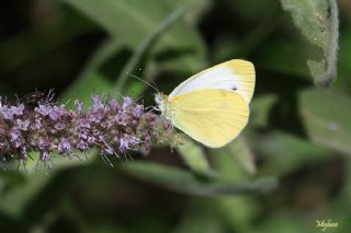 Byk Beyazmelek  (Pieris brassicae)