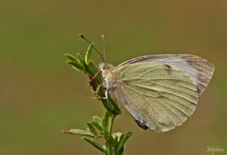 Byk Beyazmelek  (Pieris brassicae)