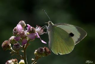 Byk Beyazmelek  (Pieris brassicae)
