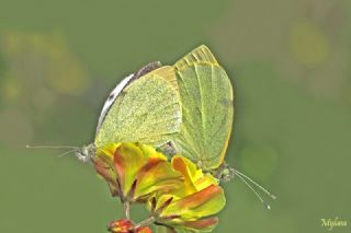 Byk Beyazmelek  (Pieris brassicae)