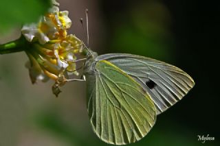 Byk Beyazmelek  (Pieris brassicae)