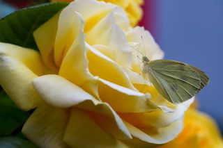 Byk Beyazmelek  (Pieris brassicae)