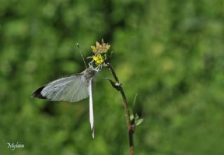 Byk Beyazmelek  (Pieris brassicae)